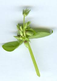 Attēlu rezultāti vaicājumam “Stellaria pallida”