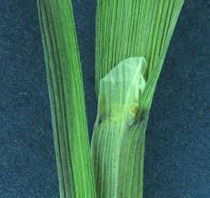 Attēlu rezultāti vaicājumam “Sclerophora pallida”