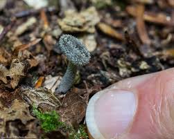 Attēlu rezultāti vaicājumam “Helvella macropus”