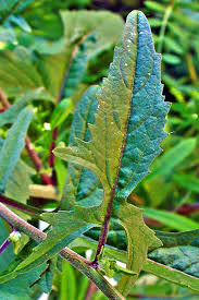 Attēlu rezultāti vaicājumam “Sisymbrium volgense leaf”