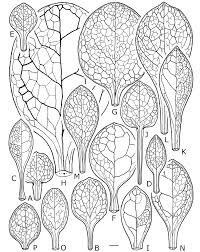 Attēlu rezultāti vaicājumam “Omphalodes verna leaf”