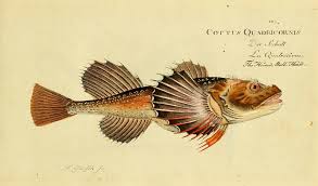 Image result for Myoxocephalus quadricornis