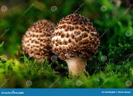 Attēlu rezultāti vaicājumam “Lepiota aspera”