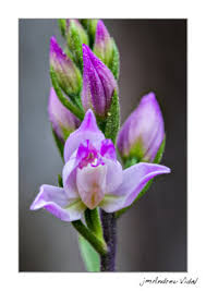 Attēlu rezultāti vaicājumam “Cephalanthera rubra bud”