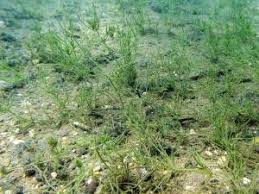 Attēlu rezultāti vaicājumam “Chara intermedia”