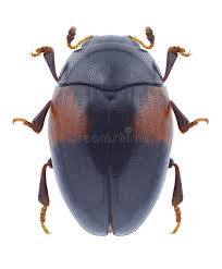 Attēlu rezultāti vaicājumam “Dacne bipustulata”