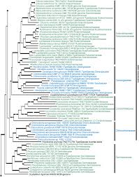 Attēlu rezultāti vaicājumam “Myriosclerotinia scirpicola”