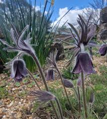 Attēlu rezultāti vaicājumam “Pulsatilla pratensis”