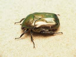 Attēlu rezultāti vaicājumam “Potosia cuprea”