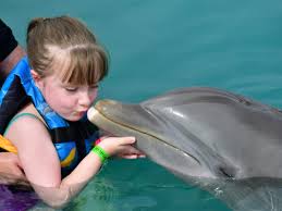 Image result for Adventure Dolphin