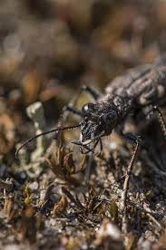 Attēlu rezultāti vaicājumam “Cicindela sylvatica”