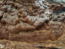 Attēlu rezultāti vaicājumam “Phellinus ferrugineofuscus”