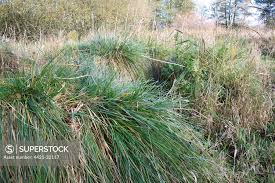 Attēlu rezultāti vaicājumam “Carex paniculata”