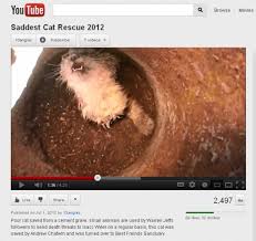 Image result for cat found