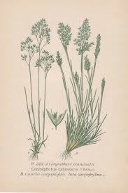 Attēlu rezultāti vaicājumam “Corynephorus canescens”