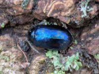 Attēlu rezultāti vaicājumam “Agelastica alni”