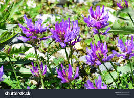 Attēlu rezultāti vaicājumam “Trifolium montanum leaf”