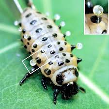 Attēlu rezultāti vaicājumam “Ceruchus chrysomelinus larva”