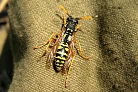 Attēlu rezultāti vaicājumam “Polistes nimpha”