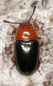 Attēlu rezultāti vaicājumam “Triplax russica”