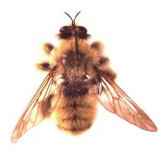Attēlu rezultāti vaicājumam “Laphria gibbosa”