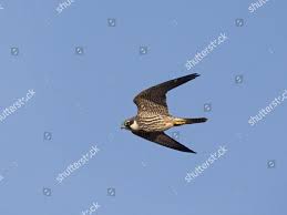 Attēlu rezultāti vaicājumam “Falco subbuteo”