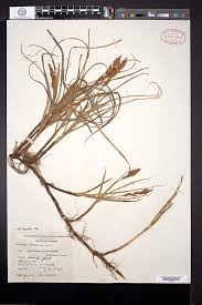 Attēlu rezultāti vaicājumam “Carex arenaria”