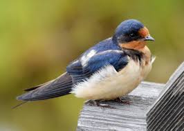 Attēlu rezultāti vaicājumam “Hirundo rustica”