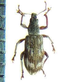 Attēlu rezultāti vaicājumam “Polydrusus tereticollis”