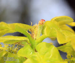 Attēlu rezultāti vaicājumam “Quercus robur female flower”