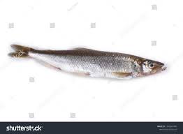 Image result for Osmerus mordax