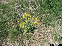 Attēlu rezultāti vaicājumam “Sinapis alba”