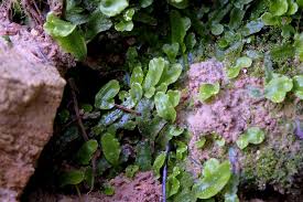 Attēlu rezultāti vaicājumam “Conocephalum”