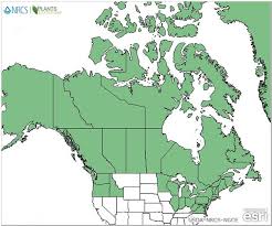 Attēlu rezultāti vaicājumam “Oxycoccus microcarpus leaf”