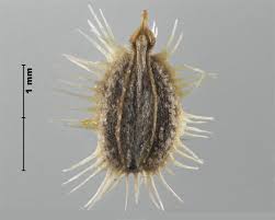 Attēlu rezultāti vaicājumam “Daucus carota subsp. carota fruit”