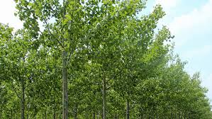 Attēlu rezultāti vaicājumam “Populus x canescens”