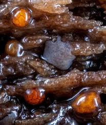 Attēlu rezultāti vaicājumam “Licea minima”