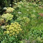 Attēlu rezultāti vaicājumam “Laserpitium latifolium bud”