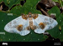 Attēlu rezultāti vaicājumam “Abraxas sylvata larva”