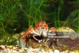 Attēlu rezultāti vaicājumam “Astacus leptodactylus”