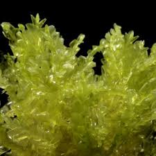 Attēlu rezultāti vaicājumam “Chiloscyphus polyanthos sporophyte”