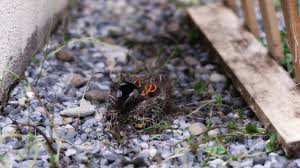 Attēlu rezultāti vaicājumam “Motacilla alba nest”