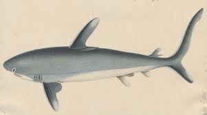 Image result for Carcharhinus longimanus