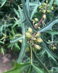 Attēlu rezultāti vaicājumam “Berberidaceae”