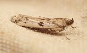 Attēlu rezultāti vaicājumam “Phycitodes binaevella”