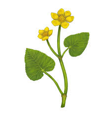 Attēlu rezultāti vaicājumam “Caltha palustris fruit”