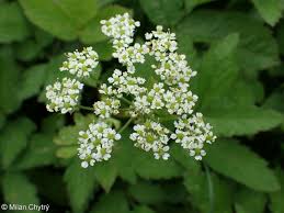 Attēlu rezultāti vaicājumam “Chaerophyllum aromaticum fruit”