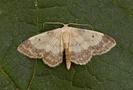 Attēlu rezultāti vaicājumam “Idaea biselata”