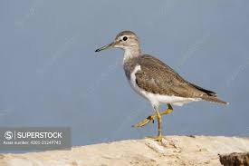 Attēlu rezultāti vaicājumam “Tringa glareola”