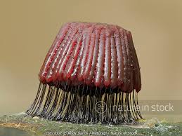 Attēlu rezultāti vaicājumam “Stemonitis fusca”